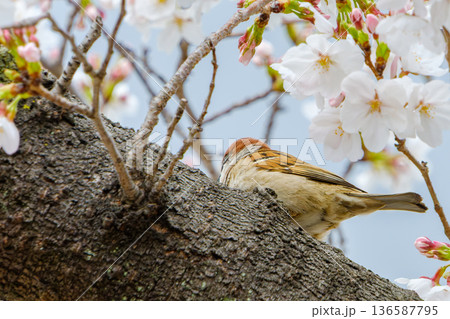 桜の枝にとまるスズメと満開の桜 136587795