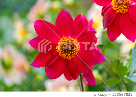 秋の庭園に咲く情熱的な赤いダリアの花 136587822