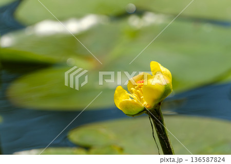 水面にひっそりと佇む黄色いコウホネの花 136587824