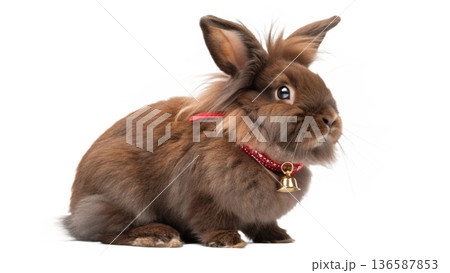 Cute sitting chocolate lionhead bunny rabbit 136587853