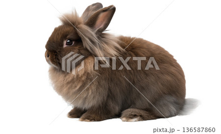 Cute sitting chocolate lionhead bunny rabbit 136587860