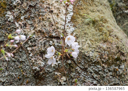 苔むした樹皮から顔を出す可憐なソメイヨシノ 苔むした樹皮から顔を出す可憐なソメイヨシノ 136587965