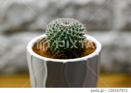 マミラリア 136587972