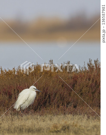Little egret standing quietly among red and brown saltmarsh plants 136587981