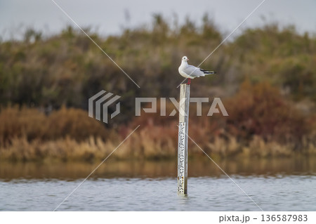 Seagull perching on water level marker in wetland Seagull perching on water level marker in wetland 136587983