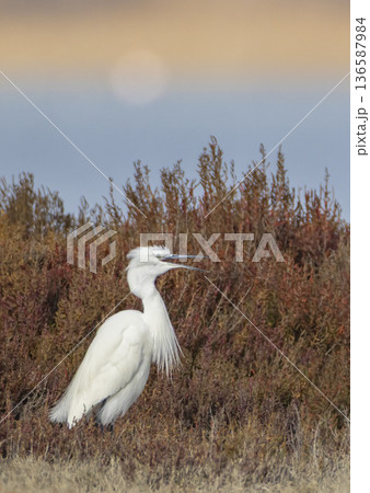 Little egret calling in Saint Laurent d'Aigouze salt marsh 136587984