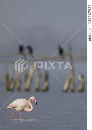 Greater flamingo wading in shallow water at Saint Laurent d'Aigouze 136587987