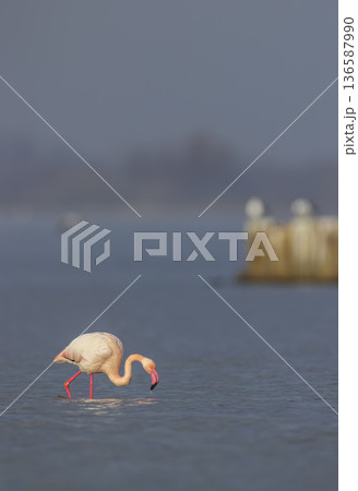 Greater flamingo foraging in shallow water in Gard, France 136587990