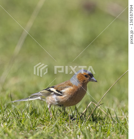 Chaffinch standing on green grass field in sunny Liptovska Luzna 136587994