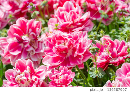 八重咲きのチューリップが華やかに咲き誇る花畑 136587997