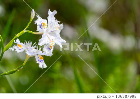木漏れ日の中で咲く清楚な白いシャガの花 136587998