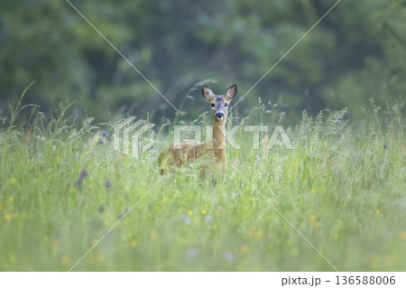 Roe deer watching from tall green grass in Olchowiec 136588006