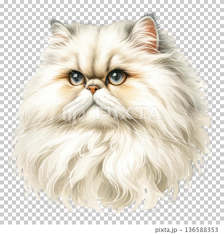 Fluffy white cat with blue eyes and long fur 136588353