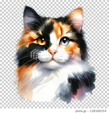 Calico cat with heterochromia eyes looking curious and calm 136588354