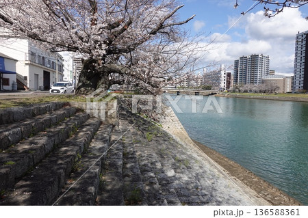 桜の季節の広島の本川の雁木 136588361