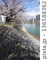 桜の季節の広島の本川の雁木 136588362
