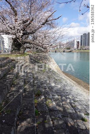桜の季節の広島の本川の雁木 136588362