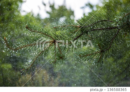 Pine branches in drops of heavy summer rain Pine branches in drops of heavy summer rain 136588365