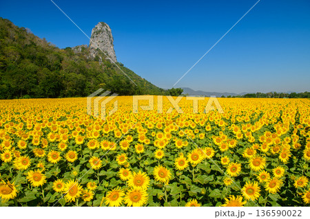 Vast Sunflower Field with Limestone Mountain under Clear Blue Sky 136590022