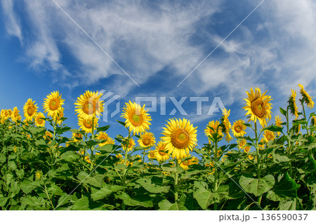 Vast Sunflower Field under Blue Sky with Soft Clouds Vast Sunflower Field under Blue Sky with Soft Clouds 136590037