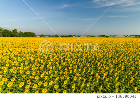 Vast Sunflower Field under Clear Blue Sky in Summer Landscape 136590043