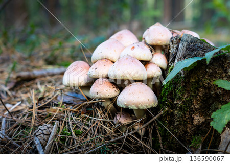 Hypholoma fasciculare mushrooms in forest 136590067
