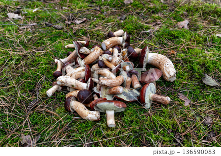 Pile of Polish Mushrooms on Moss Pile of Polish Mushrooms on Moss 136590083