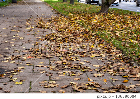 Fallen Autumn Leaves on Pavement Fallen Autumn Leaves on Pavement 136590084