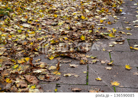 Fallen Autumn Leaves on Pavement 136590085