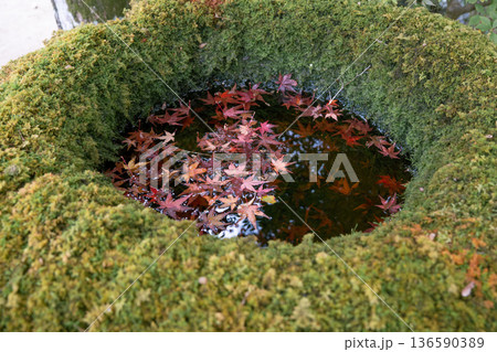 苔の上に落ちた紅葉 136590389