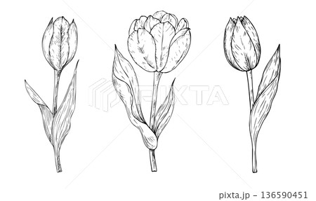 Vector tulip flowers set. Graphic easter spring hand drawn illustration isolated on background. Botanical and wedding, baby clip art. For greeting card, wallpaper, wrapping paper design, textile 136590451