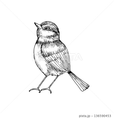 Vector Eurasian tit perche, sparrow. Graphic line art bird, hand drawn illustration isolated on background. Botanical clip art. For greeting card, wallpaper, wrapping paper design, textile 136590453
