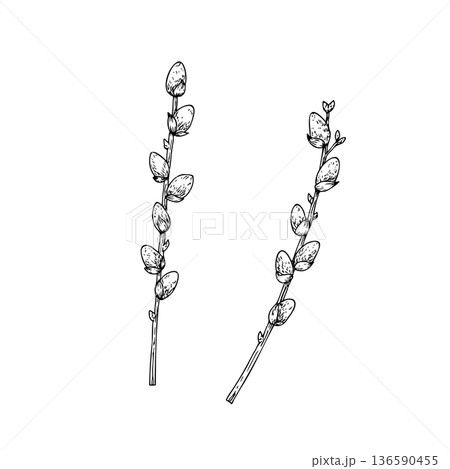 Vector Spring willow branches. Graphic easter hand drawn illustration isolated on background. Botanical and wedding, baby clip art. For greeting card, wallpaper, wrapping paper design, textile Vector Spring willow branches. Graphic easter hand drawn illustration isolated on background. Botanical and wedding, baby clip art. For greeting card, wallpaper, wrapping paper design, textile 136590455