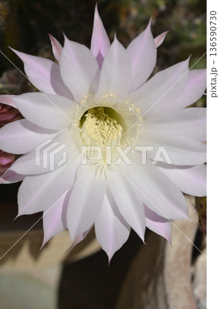 Eyries cactus Eyries cactus 136590730