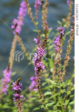 Purple loosestrife Purple loosestrife 136590731