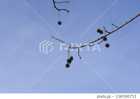 American sweetgum American sweetgum 136590751