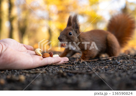 Wild squirrel holds a nut in its teeth after taking it from a human hand on forest ground showing unsafe feeding and wildlife disease risk 136590824