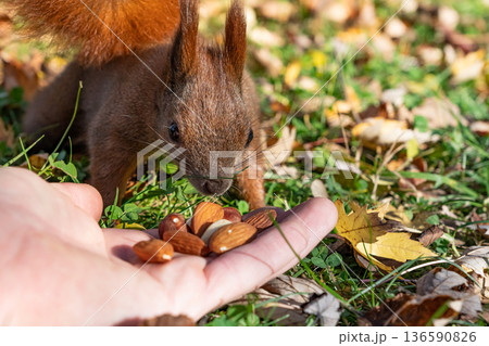 Curious wild squirrel sniffs nuts in a human hand resting on green grass showing unsafe wildlife feeding and health risk awareness 136590826