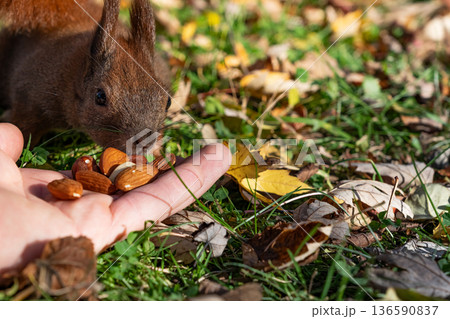 Wild squirrel closely approaches a human hand with nuts on grass showing unsafe human wildlife contact and awareness of infection risks 136590837