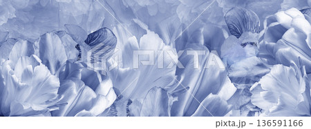 Peony flowers and peony petals after rain.Floral background. Close-up. Nature. Peony flowers and peony petals after rain.Floral background. Close-up. Nature. 136591166