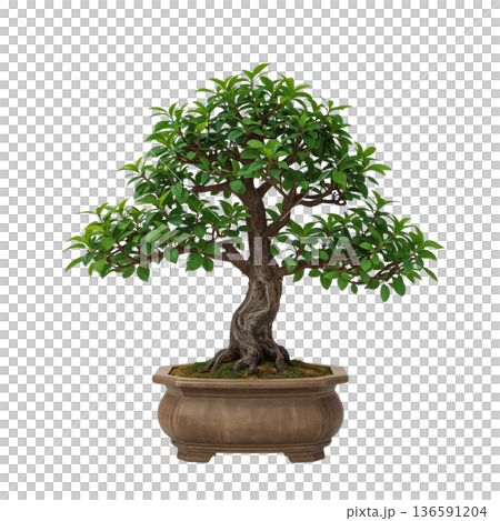 Bonsai Tree Placed in a Brown Pot With Lush Green Leaves and Twisted Branches in a Light Setting 136591204