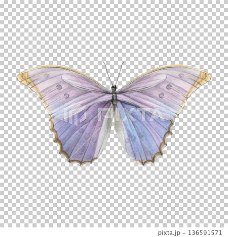 Iridescent lilac-blue butterfly. Watercolor of morpho isolated on a white background. Ideal for prints, stationery, packaging, patterns, branding and decor Iridescent lilac-blue butterfly. Watercolor of morpho isolated on a white background. Ideal for prints, stationery, packaging, patterns, branding and decor 136591571