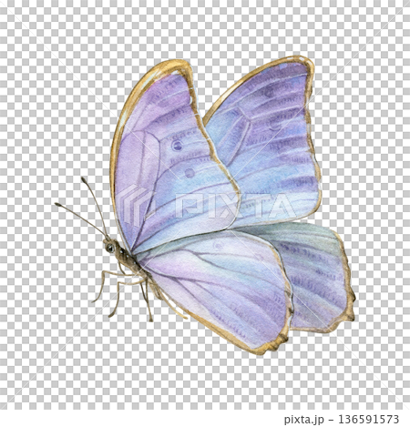 Watercolor illustration of a Morpho butterfly in side view with shimmering lilac-blue wings isolated on white background. Ideal for prints, stationery, packaging, branding and decor Watercolor illustration of a Morpho butterfly in side view with shimmering lilac-blue wings isolated on white background. Ideal for prints, stationery, packaging, branding and decor 136591573