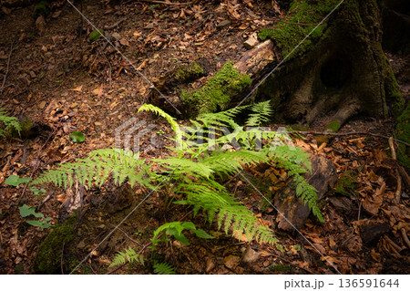 Green Fern Growing at the Base of an Old Forest Tree 136591644