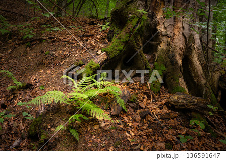 Green Fern Growing at the Base of an Old Forest Tree 136591647