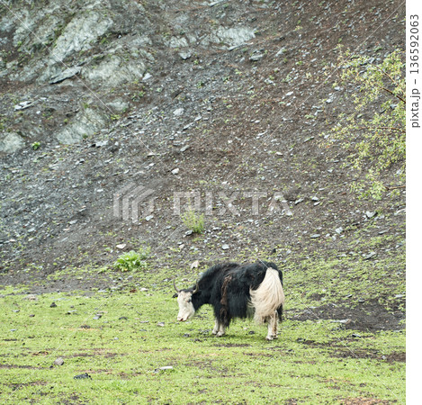 Yak grazing on lush green pasture in mountainous terrain with rocky hillside Yak grazing on lush green pasture in mountainous terrain with rocky hillside 136592063