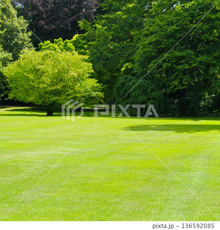 Lush green grass field surrounded by diverse deciduous trees 136592085