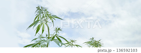 Tall cannabis plants against a clear blue sky capturing natural growth 136592103
