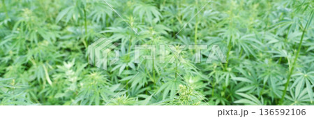 Lush green cannabis field with abundant foliage and healthy growth in natural 136592106