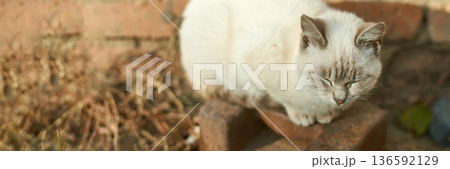 Peaceful white cat resting on warm bricks in sunlit garden setting 136592129